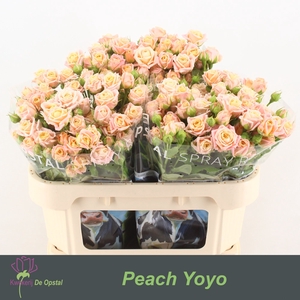 R TR PEACH YO-YO