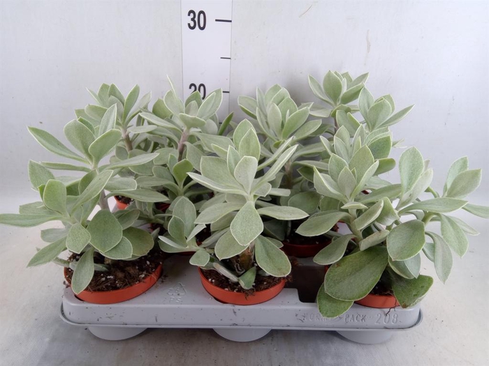 <h4>Senecio   ...</h4>