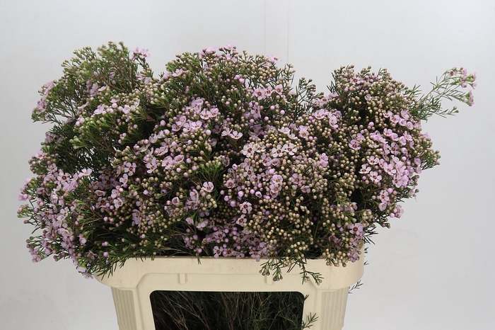 <h4>Chamelaucium Jupiter Solar</h4>