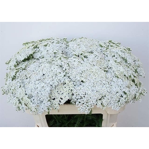 ACHIL M WHITE BEAUTY