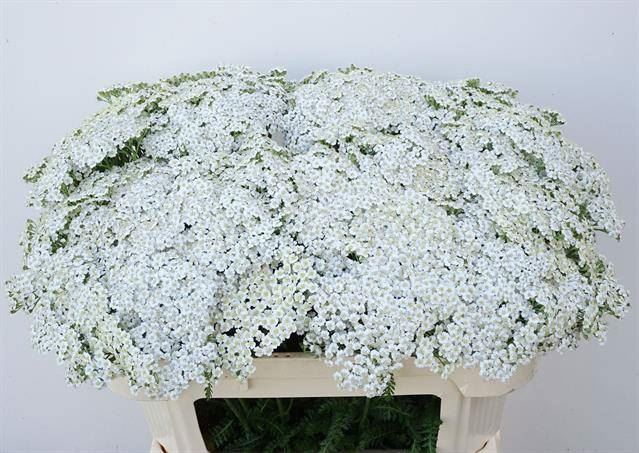 <h4>ACHIL M WHITE BEAUTY</h4>