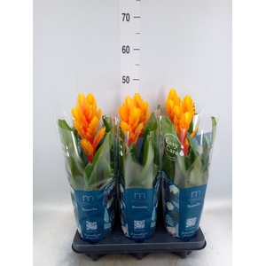 Vriesea  'Intenso Flame'