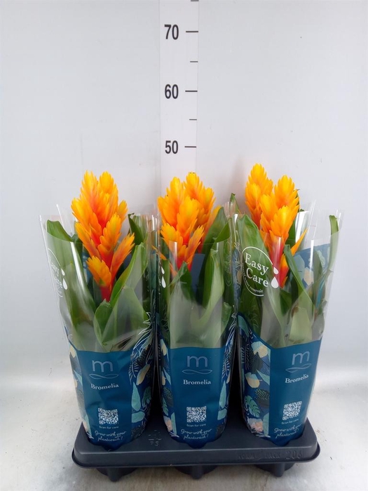 <h4>Vriesea  'Intenso Flame'</h4>