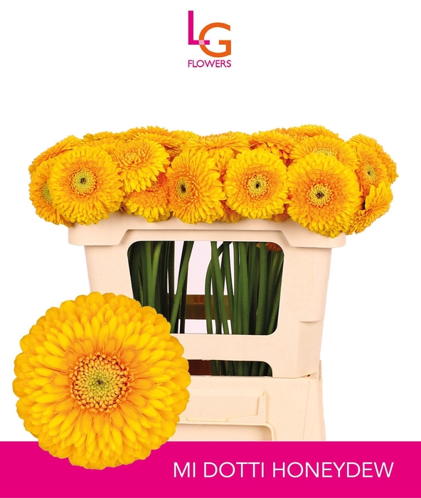 <h4>GE MB POM HONEYDEW</h4>