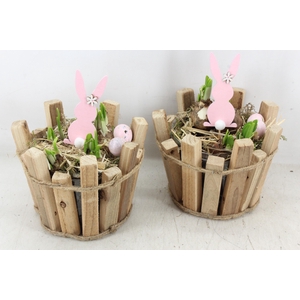 arr4 Narcis JS - Ton latjes bruin x4