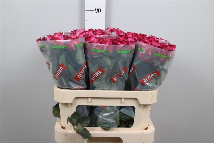 <h4>R Gr Deep Purple</h4>