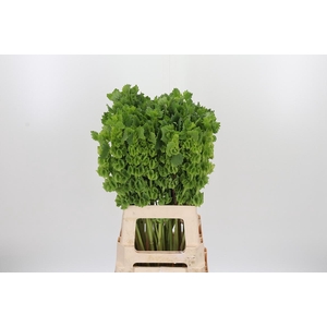 Moluccella
