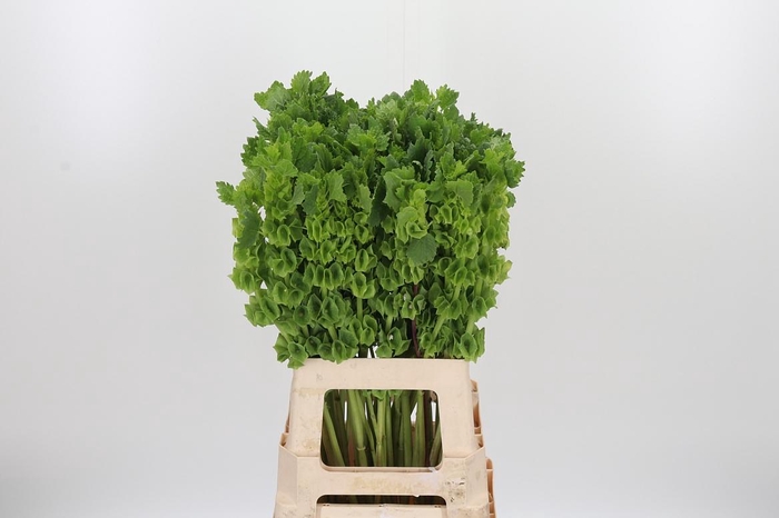 <h4>Moluccella</h4>
