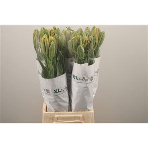 Tu Fr Pa Avignon Parrot