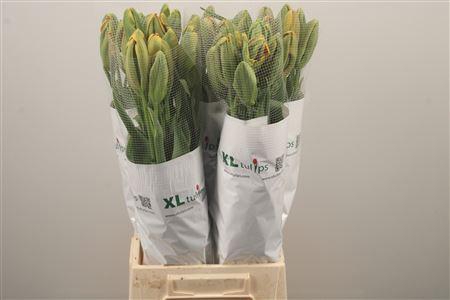 <h4>Tu Fr Pa Avignon Parrot</h4>