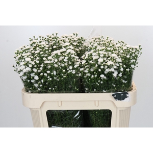 Aster White Gypsy