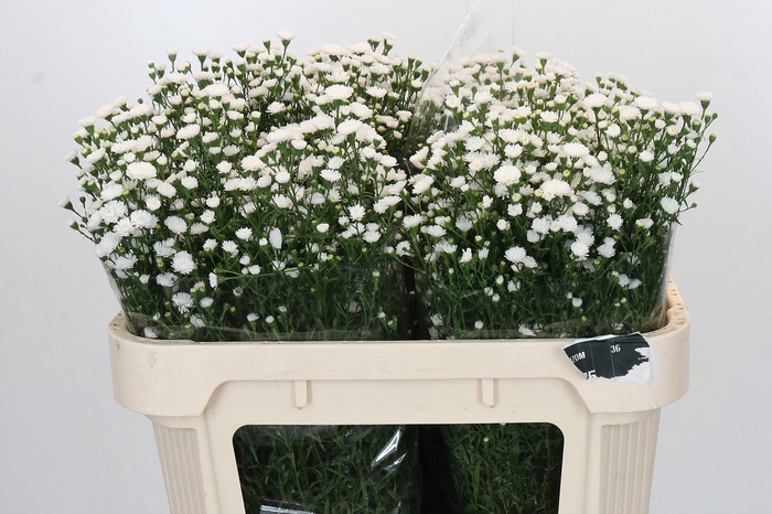 Aster White Gypsy