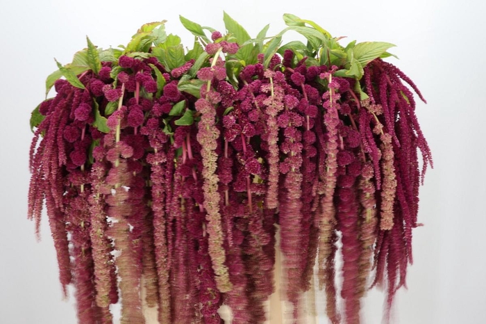 <h4>Amaranthus Caudatus Rosary</h4>