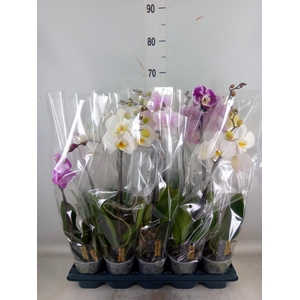 Phalaenopsis   ...mix  5