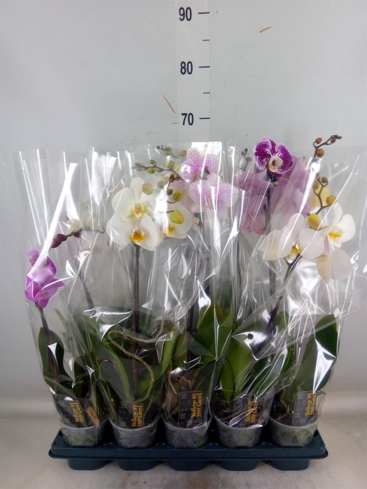 <h4>Phalaenopsis   ...mix  5</h4>