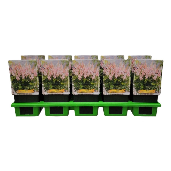 <h4>Astilbe   ...</h4>