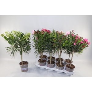 NERIUM OLEANDER OV