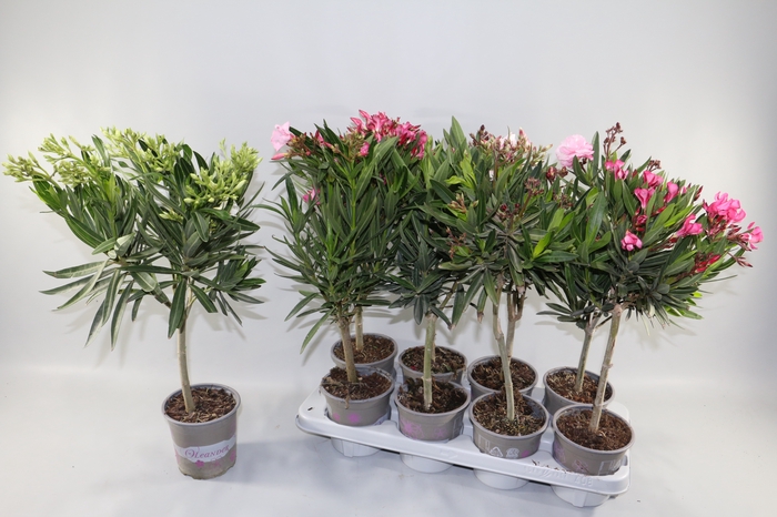 <h4>NERIUM OLEANDER OV</h4>