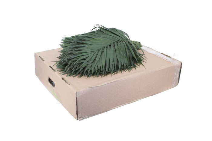 <h4>Chico Premium X40</h4>