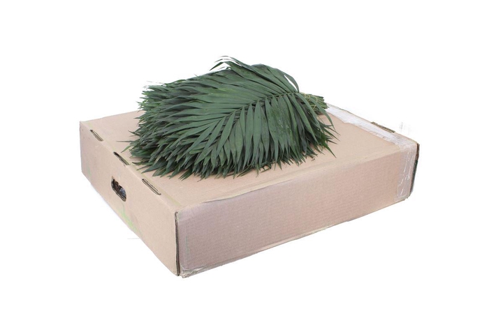 <h4>Chico Premium X30</h4>