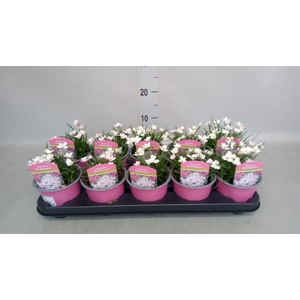 Rhodohypoxis baurii