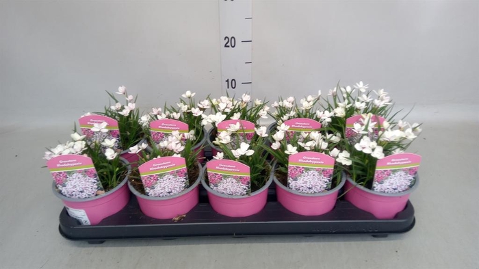 <h4>Rhodohypoxis baurii</h4>