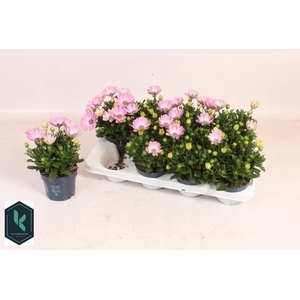OSTEO FP LIGHT PINK