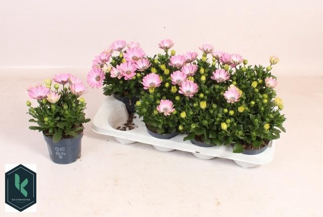 <h4>OSTEO FP LIGHT PINK</h4>