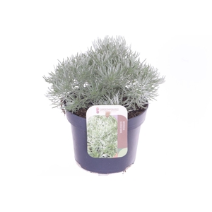 Artemisia schmidtiana