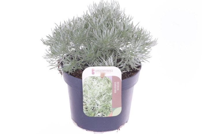 <h4>Artemisia schmidtiana</h4>