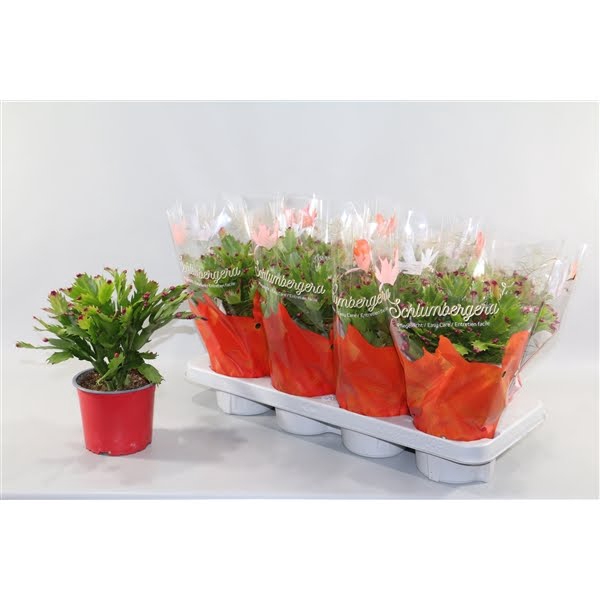 <h4>Schlumbergera rood 45+ knop"Sunshiners®"</h4>