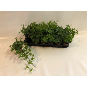 Hedera helix Jacobine 8,5Ø 10cm 15cm