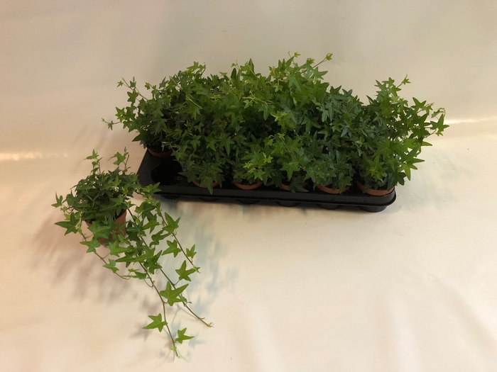 Hedera helix Jacobine 8,5Ø 10cm 15cm