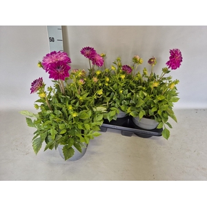 DAHL DECORE ROSE