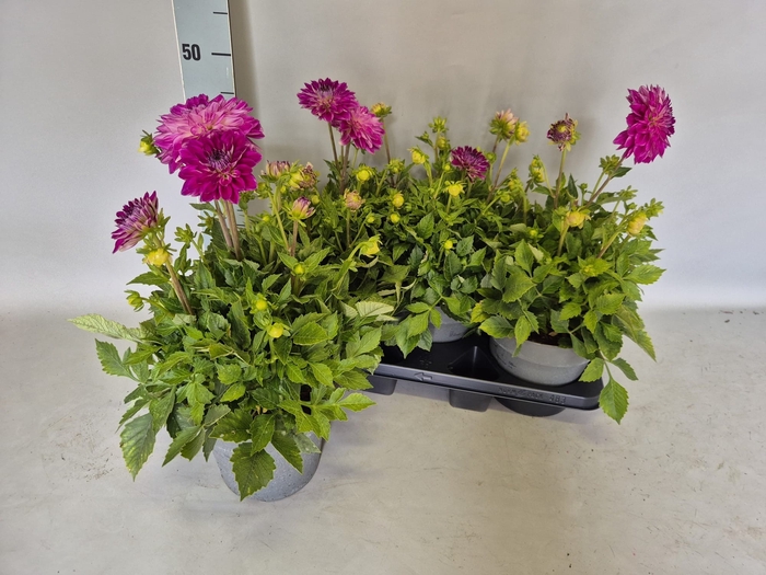 <h4>DAHL DECORE ROSE</h4>