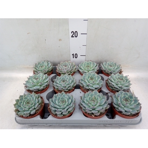 Echeveria   ...