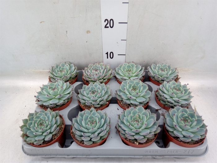 <h4>Echeveria   ...</h4>