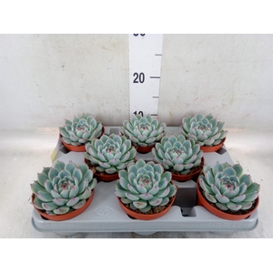 Echeveria   ...