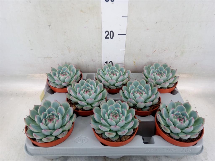 <h4>Echeveria   ...</h4>