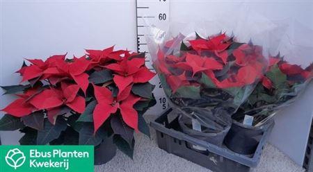 <h4>Euphor P Gran Italia</h4>