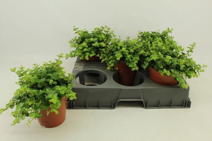 <h4>PEP ROTUNDIFOLIA</h4>