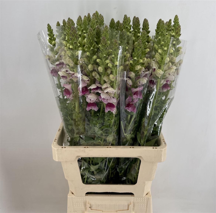 <h4>ANTIR PLUMBLOSSOM</h4>