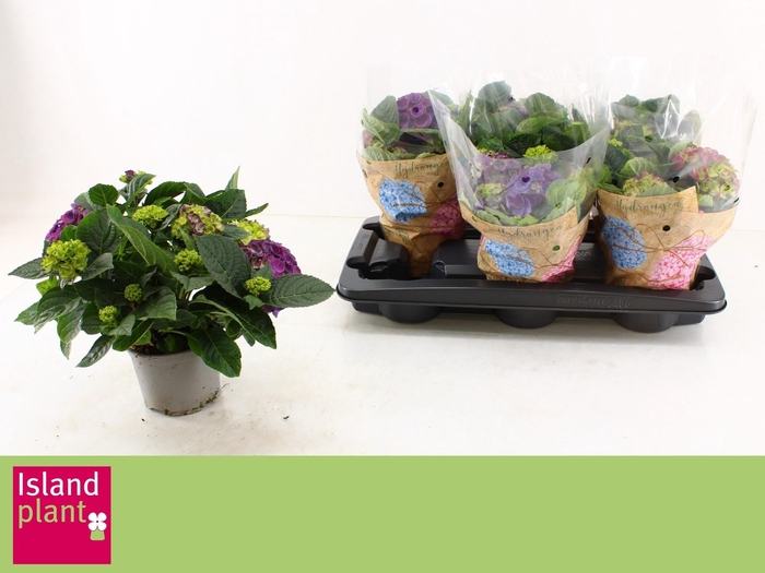 <h4>HYDR M NINGBO</h4>