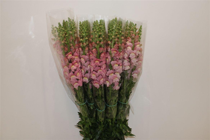 <h4>Antir Overig Pink</h4>