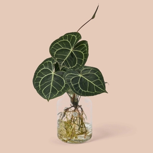 Clarinervium Aqua Roots