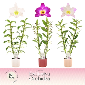 Dendrobium nobile mixed
