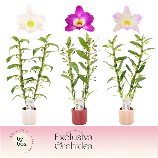 <h4>Dendrobium nobile mixed</h4>