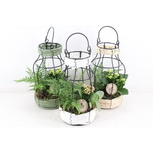 arr2 PL - Mand draad lantaarn - roze/wit