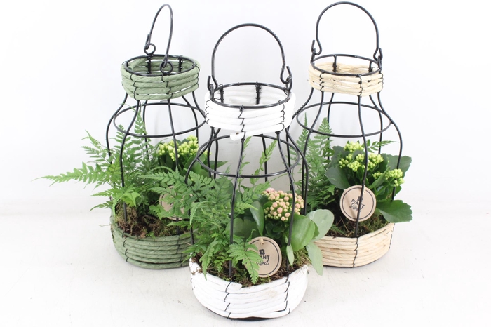 <h4>arr2 PL - Mand draad lantaarn - roze/wit</h4>