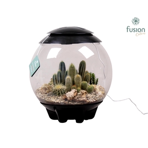 Terrarium XXL Exclusive zwart met Cactussen arrangement 10pp